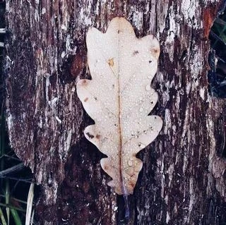 Leaf Leaf